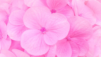 A close-up of delicate pink hydrangea petals, softly overlapping in layers, with gentle textures and tiny violet centers glowing subtly in the light.