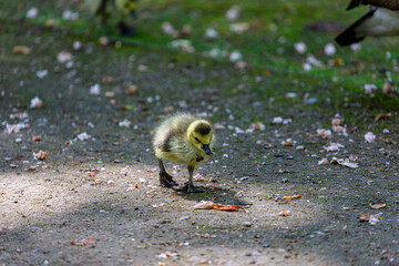Canadian gosling on grass field