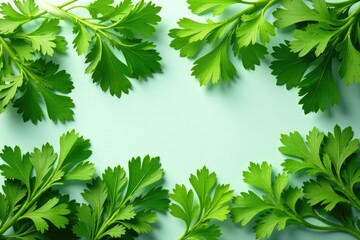 Flat lay of parsley sprigs creating a stylish pattern , minimal, composition