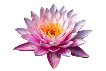 A close up shot of a pink lotus flower with yellow center on a black background in full bloom view