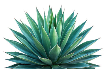 aloe vera plant isolated on white