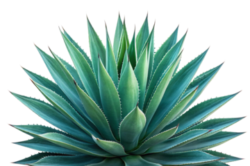 aloe vera plant isolated on white