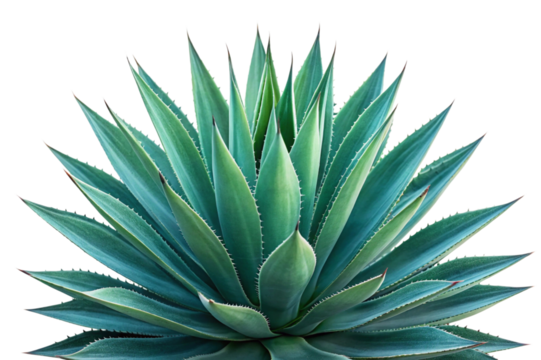 aloe vera plant isolated on white