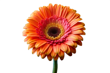 Close up of a vibrant orange gerbera daisy with pink center against a black background studio shot