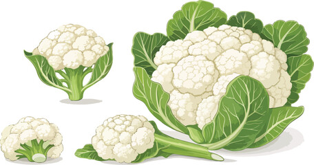 Cauliflower in white background Illustration vector design, Cauliflower vector design