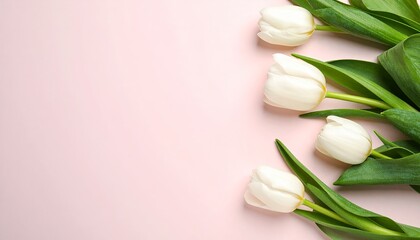 Fototapeta premium Beautiful tulips on monochromatic background, closeup. Space for text
