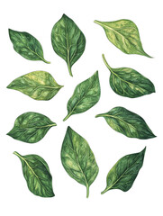 Fototapeta premium Watercolor Green Leaves Botanical Illustration Nature's Delicate Beauty