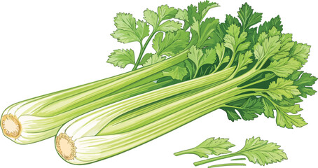 Fototapeta premium Celery illustration vector design, Celery in white background illustration vector design