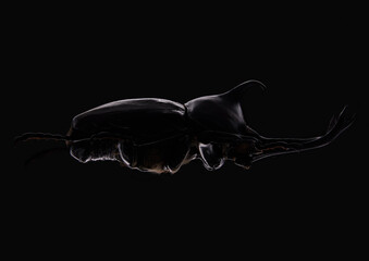 カブトムシ