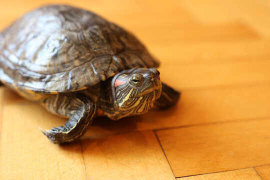 People care for and play with a pet red-eared turtle.