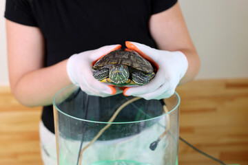 People care for and play with a pet red-eared turtle.