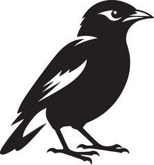 Obraz premium Myna Bird Black Silhouette Vector, Exotic Bird Clipart & Wildlife Graphic Design