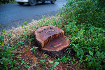 Cutting down trees for of highway development
