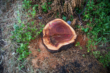 Tree stump in the forest, Cutting down tree in the forest
