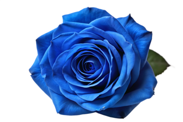 Close up shot of a vibrant blue rose with visible petals and a single green leaf on black background