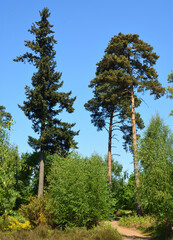 Scots Pine and Douglas Fir trees on a sunny day
