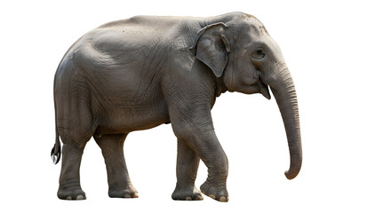 Fototapeta premium Elephant isolated on black background