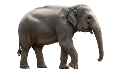 Elephant isolated on black background