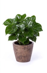 Fototapeta premium fresh basil in a pot