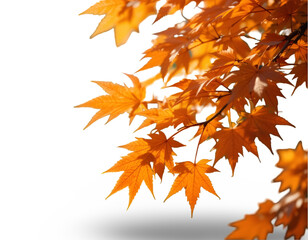 Autumn Leaves Branch with Orange Foliage Against Black Background