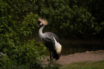 crowned crane
