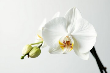 Delicate white orchid blossom against pure white backdrop, soft, isolated