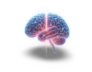Human Brain Illustration on Transparent Background Depicting Neural Activity