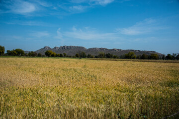 Wheat field and countryside scenery