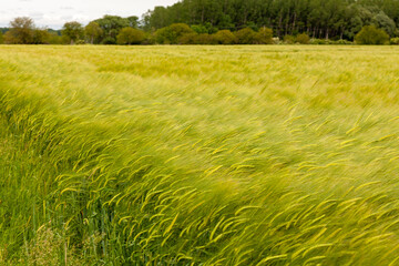 A field of unripe rye bent to the ground by a strong wind