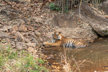 wild male bengal tiger or panthera tigris at bandhavgarh national park forest reserve madhya pradesh india tiger relaxing cool down his body temperature in water puddle in peak summer season safari