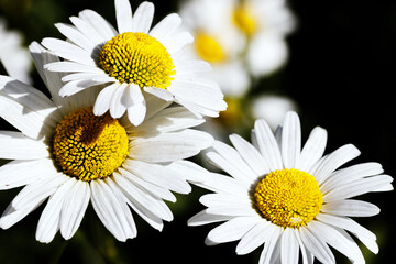 Delicate chamomile flowers, close up white petals and vibrant yellow centers, blooming daisy plant...