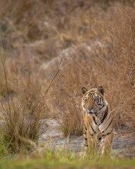 wild male bengal tiger or panthera tigris at bandhavgarh national park forest reserve madhya pradesh india tiger territory stroll walking head on with eye contact in dry grassland summer season safari