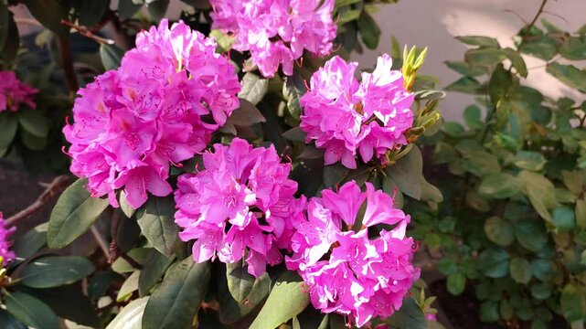 Catawba rosebay (among other common names) is a species of Rhododendron, with the botanical name Rhododendron catawbiense.