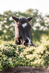 horse eating from bush thorn