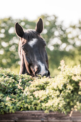 Fototapeta premium horse eating from bush thorn