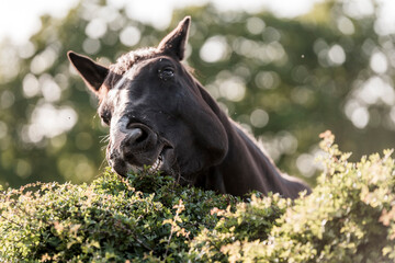horse eating from bush thorn