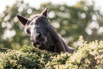 horse eating from bush thorn