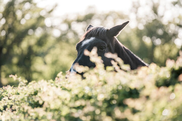 horse eating from bush thorn