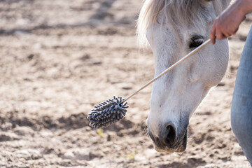 Horse training target touch equine train