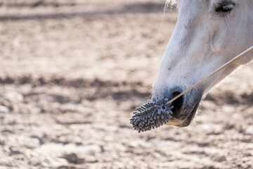 Horse training target touch equine train