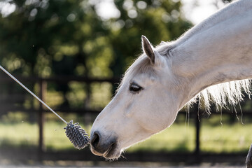 Horse training target touch equine train