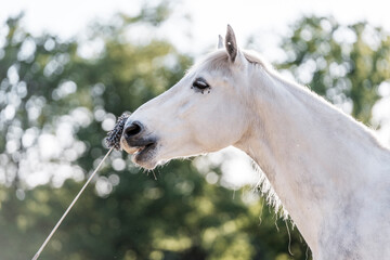 Horse training target touch equine train