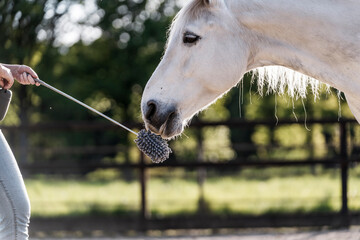 Horse training target touch equine train