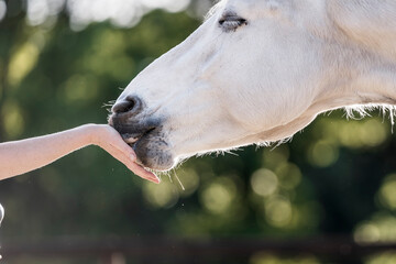 Horse training target touch equine train