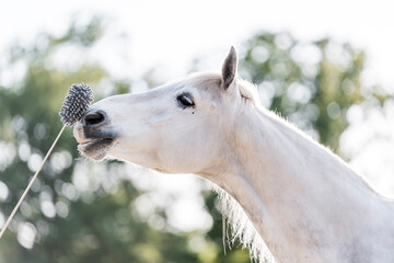 Horse training target touch equine train