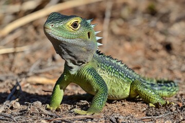 Obraz premium A vibrant green lizard basking in the sun on a sandy surface. surrounded by lush greenery. showcasing its unique scales and poised posture in a natural habitat