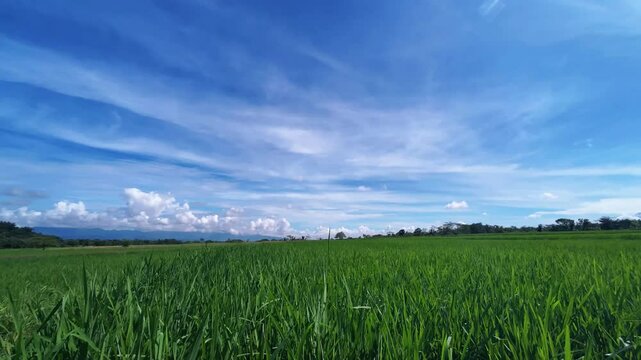 Time lapse view of blue sky and waves of clouds above green rice fields. 4K quality footage