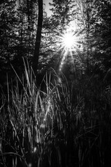 A black and white photograph shows sunlight dramatically bursting through tall grass in a forest clearing, casting strong shadows 