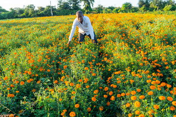 Fototapeta premium Indian farmer in marigold flower field.