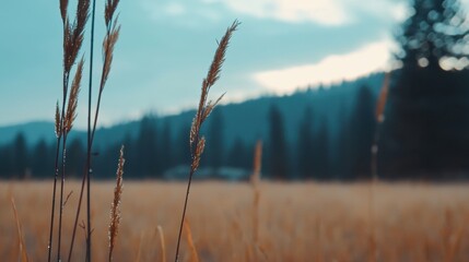 Fototapeta premium A field of tall grass with dew drops on the blades.